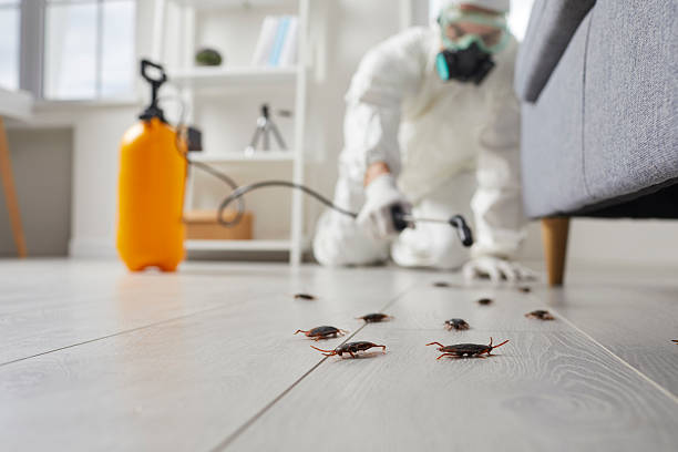 Post-Treatment Bed Bug Interceptor Monitoring in Delhi Hills
